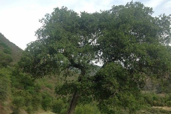 tree in forest