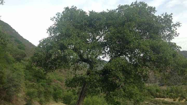 tree in forest